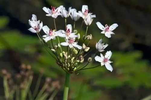 камыш цветущий (Butomus umbellatus) камыш цветущий (Butomus umbellatus)