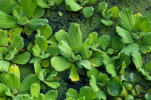 салат водяной (Pistia stratiotes) салат водяной (Pistia stratiotes)