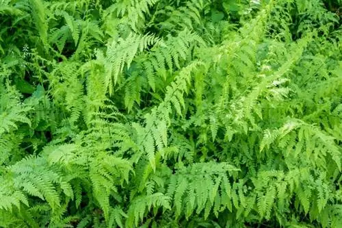 Болотный папоротник (Thelypteris palustris)
