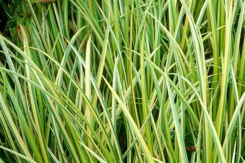 глицерия максимальная 'variegata