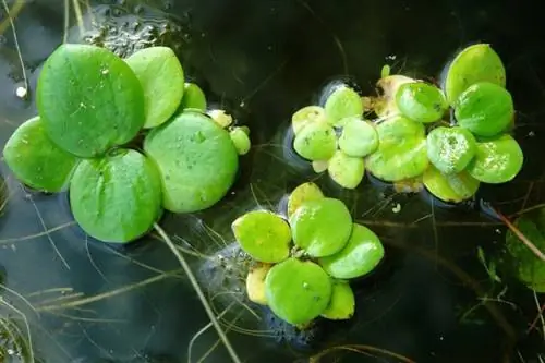 Лягушка (Limnobium laevigatum)