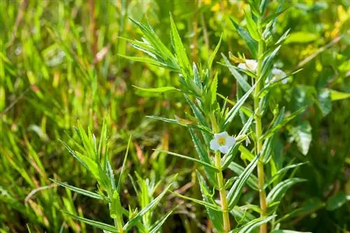 Gratiole officinale: древнее средство от водно-болотных угодий