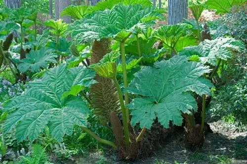 Соцветие гигантского ревеня (Gunnera manicata)