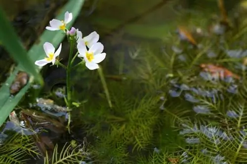 Хоттония болотная (Hottonia palustris)