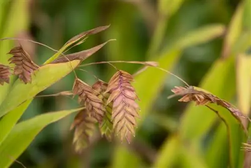 Chasmanthium latifolium или овсюг, кокетливая трава