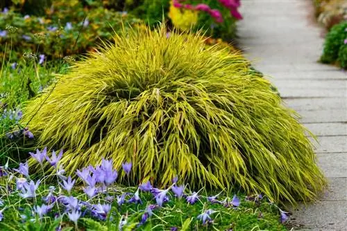 Hakonechloa macra: элегантная трава, родом из Японии