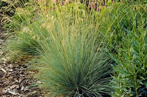 Koeleria glauca: синяя, эстетичная и устойчивая трава