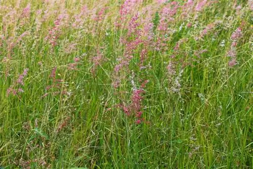 Muhlenbergia capillaris: нежно-розовый оттенок в саду