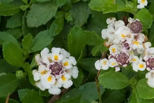 Липпия (Phyla nodiflora): Как посадить и ухаживать за ней?