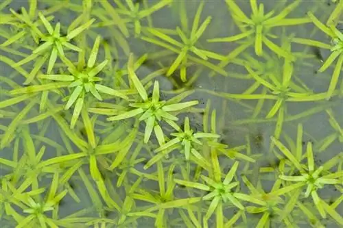 Каллитрихе стагналис (Calliriche stagnalis) Каллитрихе стагналис (Calliriche stagnalis)