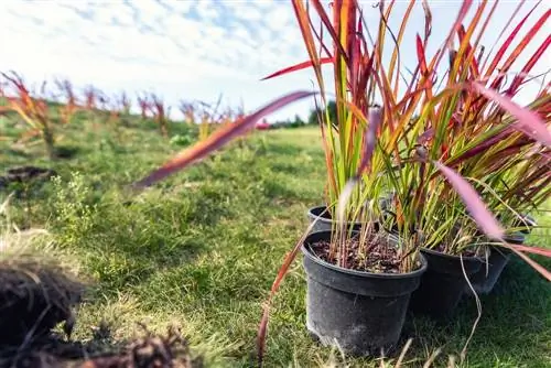 Imperata cylindrica: превосходная декоративная трава