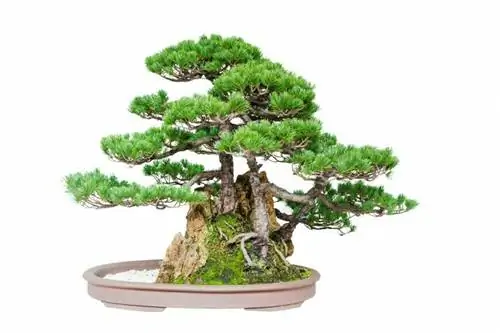 Бонсай из буддийской сосны (Podocarpus macrophyllus)