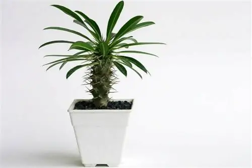 Мадагаскарская пальма (Pachypodium lamerei) в горшке Мадагаскарская пальма (Pachypodium lamerei) в горшке
