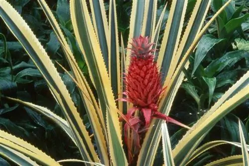 Ананас волосатый пестрый (Ananas comosus) 'Variegatus'