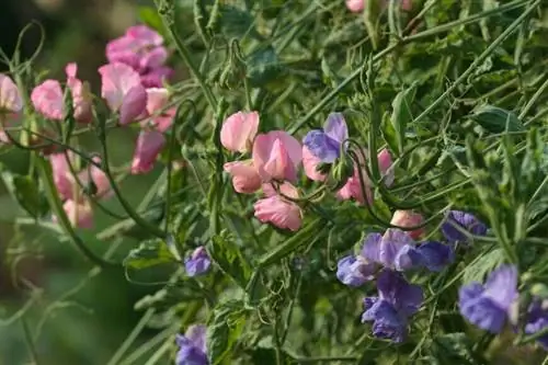 Розовый и фиолетовый душистый горошек или цветы Lathyrus odoratus Розовый и фиолетовый душистый горошек или цветы Lathyrus odoratus