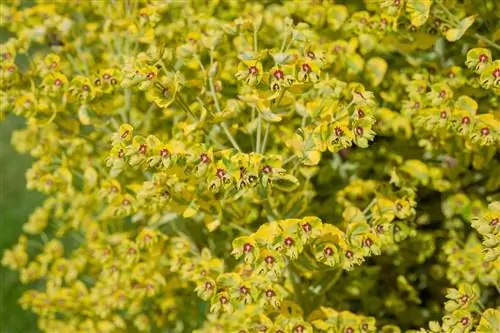 Молочай: Как посадить и ухаживать за ним?