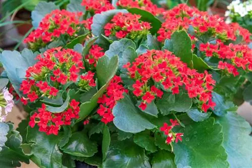 Каланхоэ: Как посадить и ухаживать?