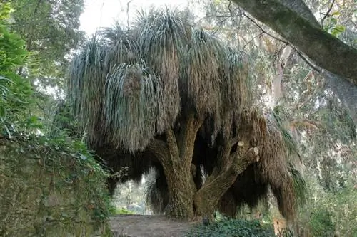 Очень старая Nolina longifolia, возраст почти 150 лет.