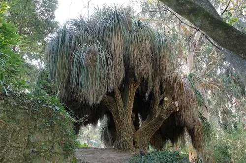 Нолайн: Как его посадить и ухаживать?