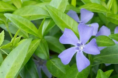 Барвинок малый (Vinca major)