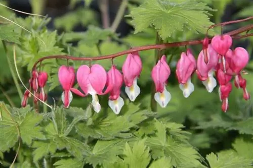 Сердце Марии (Dicentra spectabilis)