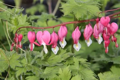 Кер-де-Мари: посадка и уход за Dicentra spectabilis