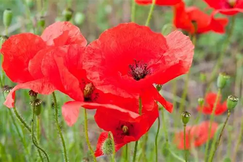 Мак: посев и уход за маковой реей