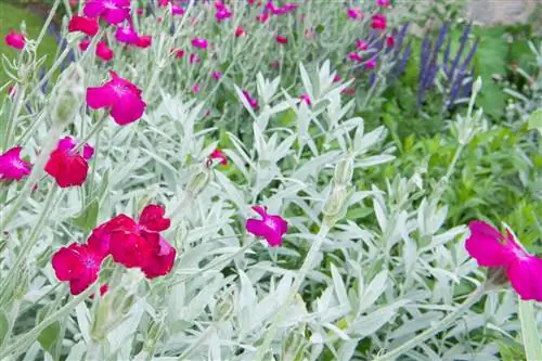 Coquelourde: для интенсивного цветения и оригинальной листвы