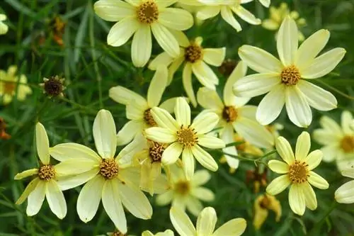 Кореопсис мутовчатый 'Moonbean'