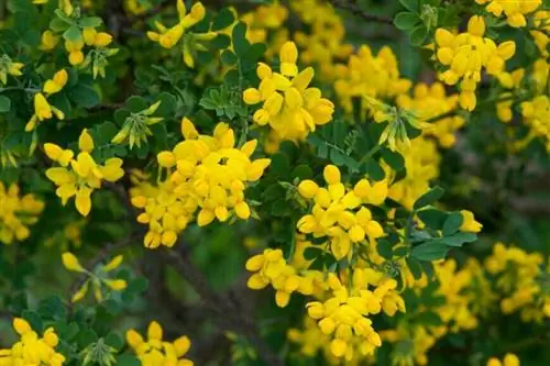Коронилла глаука