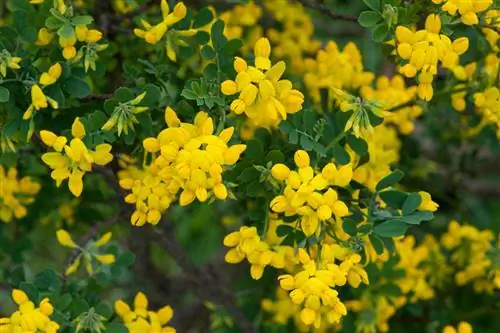 Коронилья: кустарник с ярко-желтыми цветками