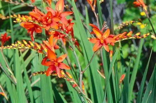 Крокосмия: экзотическое и яркое цветение