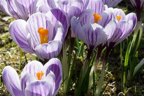 Крокус: неброская, но очаровательная цветущая луковица