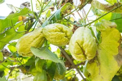 Всё, что вам нужно знать о выращивании чайота: любимца Антильских островов