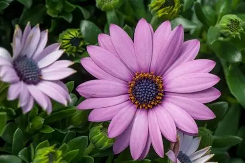 Кейп-Дейзи (Остеоспермум)