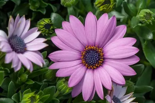 Остеоспермум: многолетнее растение с очаровательными цветками