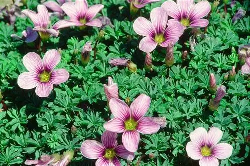 кислица 'Ione Hecker'