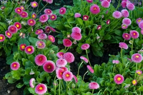 Беллис переннис 'Помпонет'