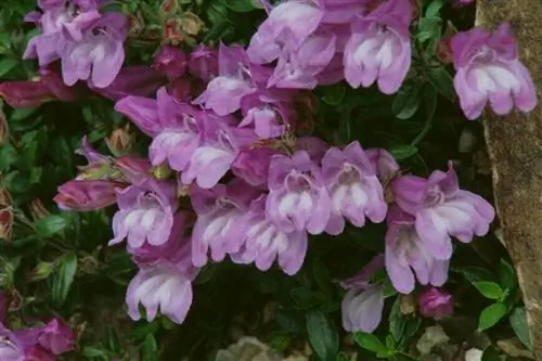 Пенстемон Кардвелли