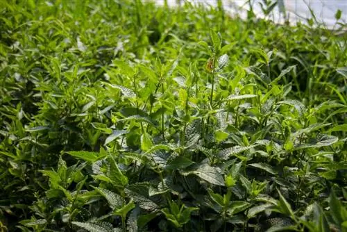 Всё, что нужно знать о выращивании кроны: малоизвестный овощ с Востока