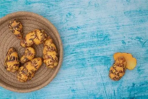 Ока из Перу