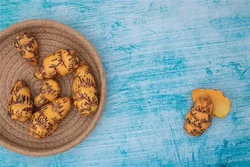 Всё, что нужно знать о выращивании перуанской оки: забытый клубень