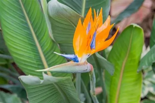 Цветы рая (Strelitzia reginae)