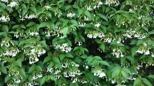 Звезда Марии