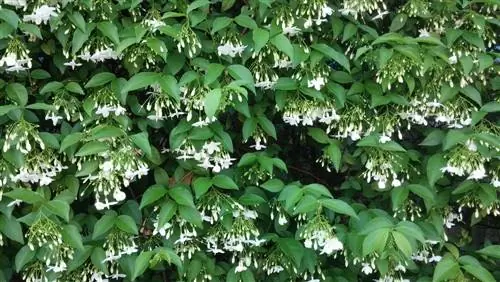 Звезда Марии: ароматные цветы из Азии