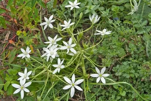 Орнитогалум зонтичный