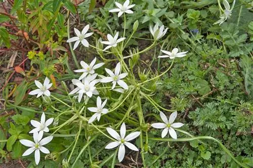 Summer Ornithogale: яркая, легко выращиваемая цветочная красавица