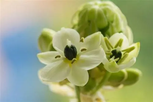 Вифлеемская звезда (Ornithogalum arabicum)