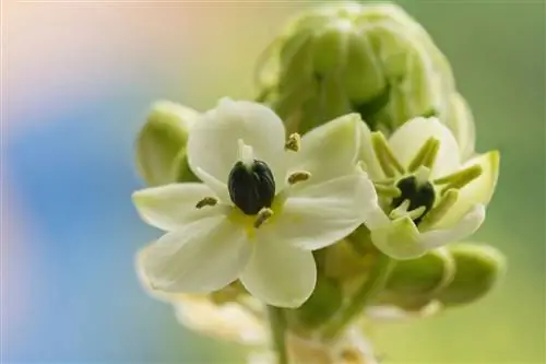 Откройте для себя орнитогалею: цветок природной красоты