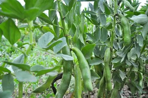 Фасоль: как вырастить и сохранить ее в огороде?